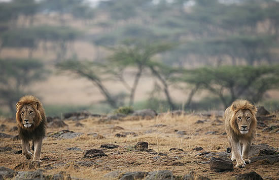 Lions in Masai Mara Reserve, Kenya